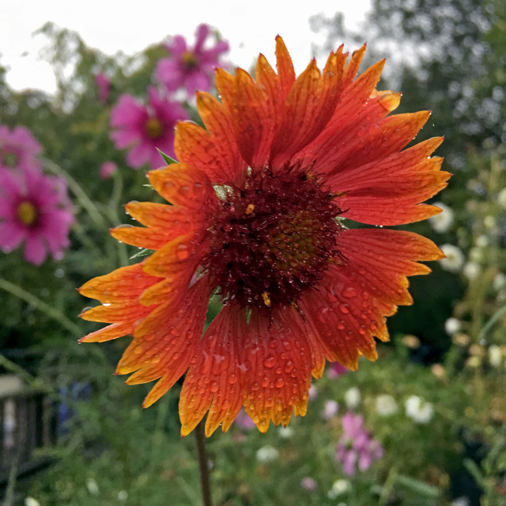 Gaillardia Seeds | 11 Gaillardias | Perennial Flower Seeds